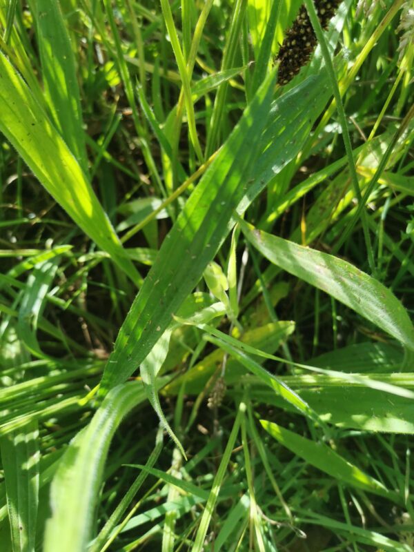 Feuilles plantain ECHLO