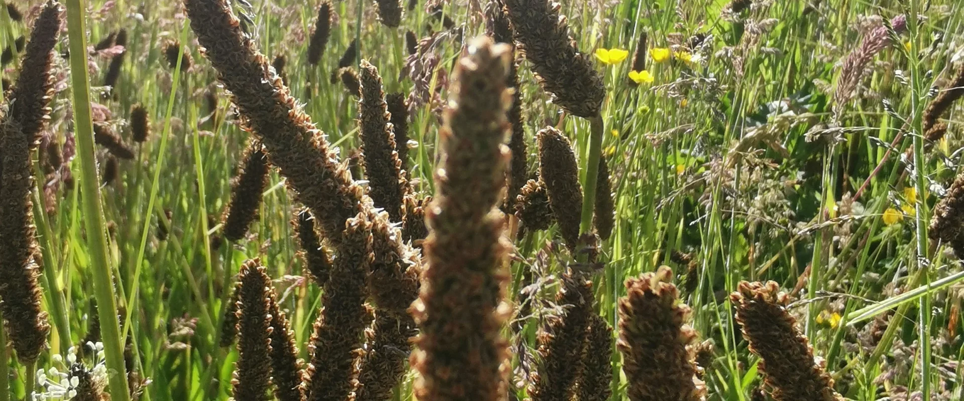 Fleurs plantain