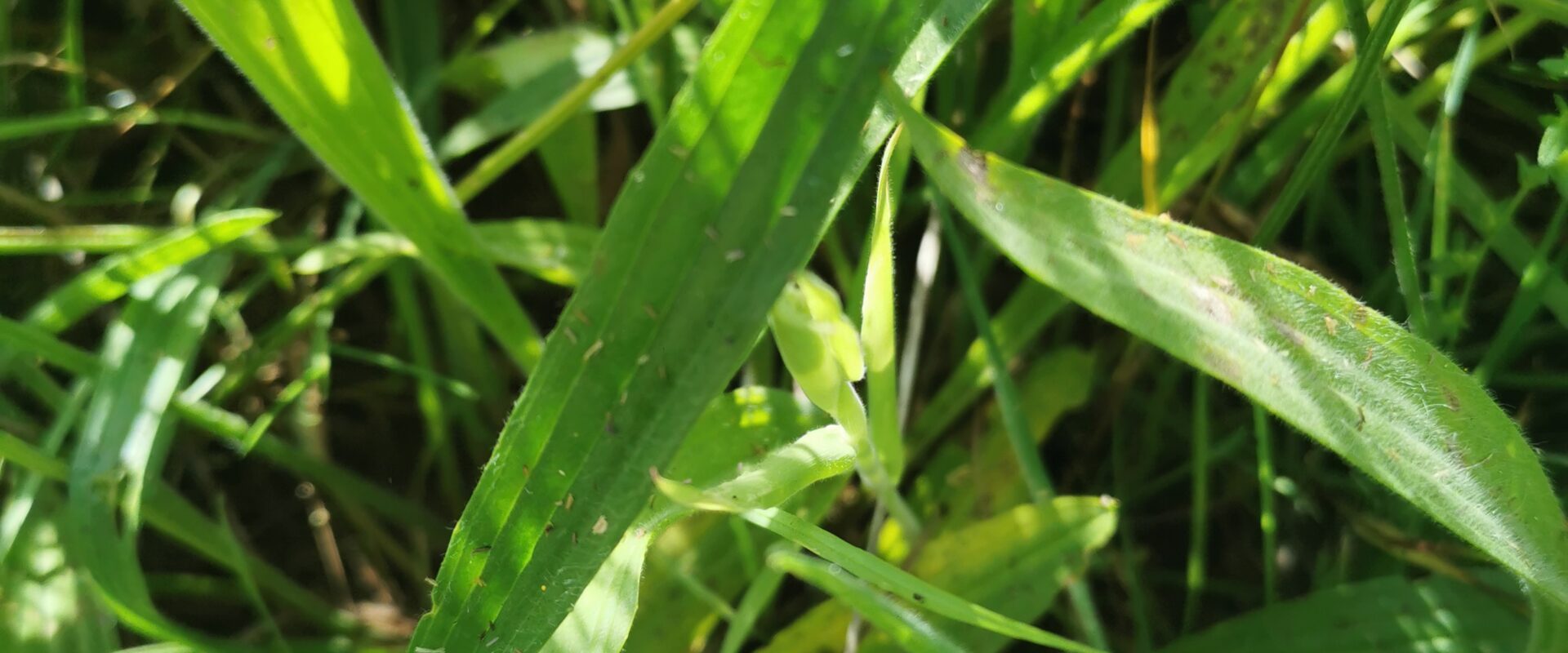 Plantain 7